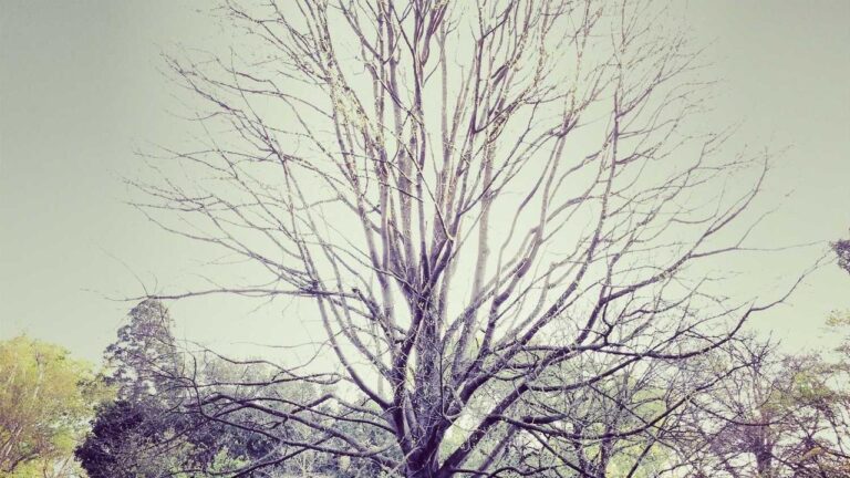 How To Check If Reddy Book Club Is Real Or Fake In India?